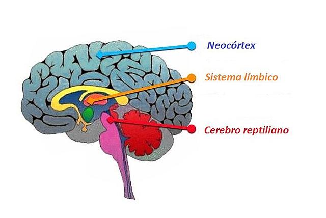 neocortex