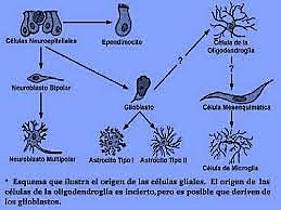 El surgimiento de las neuronas.
