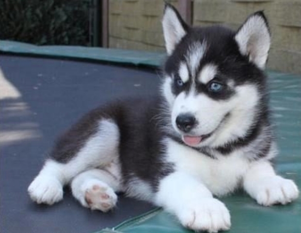 Tener un husky siberiano