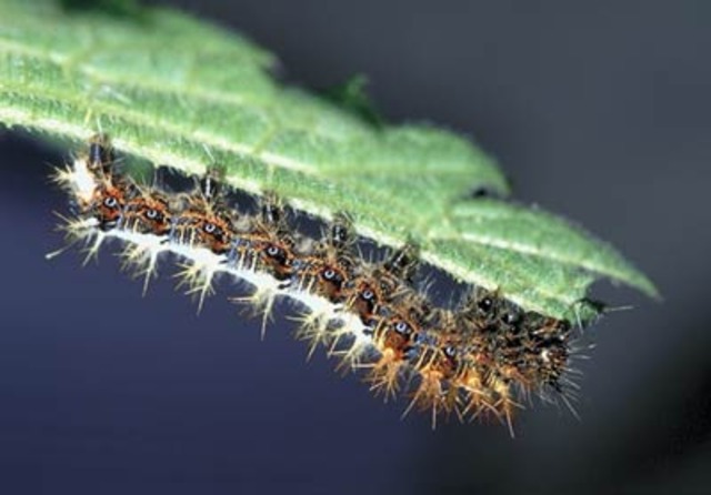 Full grown caterpillar