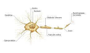primera agrupación neural