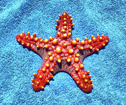 dos tipos de agrpacion neural