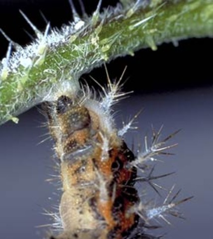 Caterpillar's Pupation Site