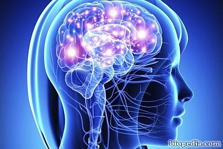 TIPOS DE SISTEMAS NERVIOSOS