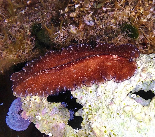 500 millones de años atras