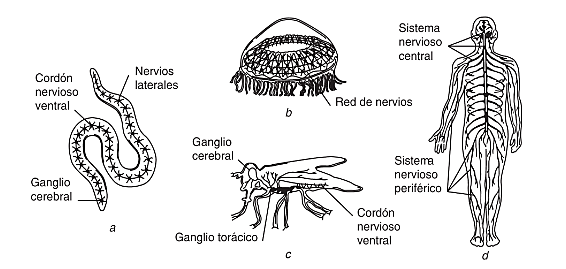sistema nervioso