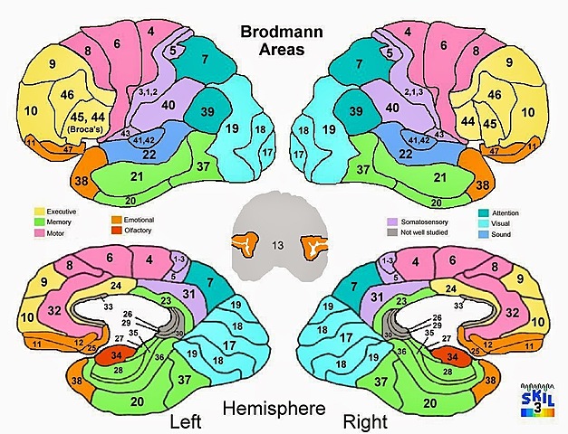 Antonio Alcalá Malavé neurocientifico español definió que las áreas cerebrales 17,18 y 19 de Brodman servían para informar del riesgo cardiovascular y algunas demencias