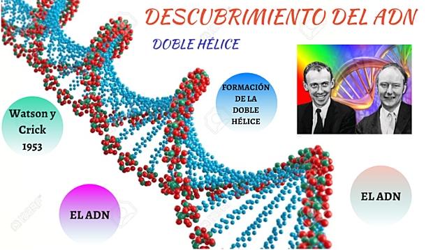 1953: James D. Watson y Francis Crick