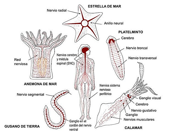 ¿En qué organismos surgió el sistema nervioso?