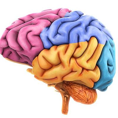 Timeline: ¿De dónde viene y para dónde va el cerebro?