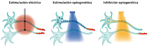 La Optogenética recibe galardones como el método del año