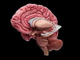 Edvard Moser y su esposa May-Britt Moser psicólogos y neurocientíficos noruegos compartieron con el británico John O’Keefe el Premio Nobel de Fisiología o Medicina por sus estudios sobre las células de lugar del hipocampo