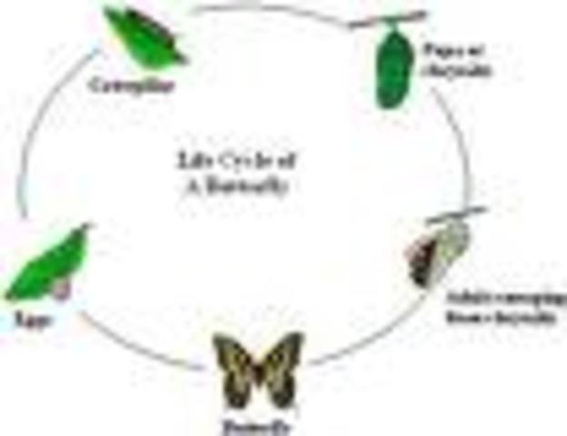 Butterflies Life cycle