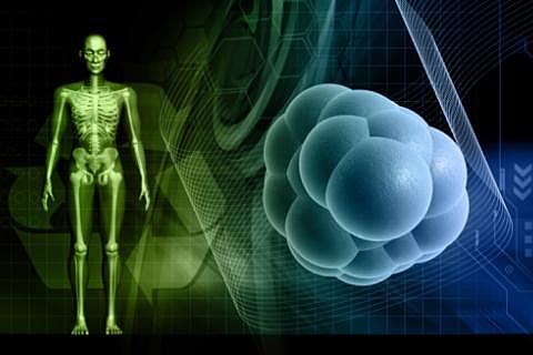 2007: James Thompson y Shinya Yamanaka .