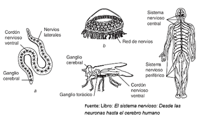 surgimiento del sistema nervioso