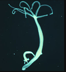 El surgimiento de la primera agrupación neuronal.