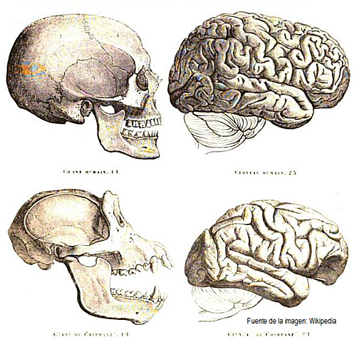 Surgimiento del cerebro