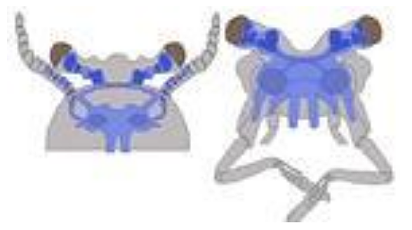 El surgimiento del primer cerebro.