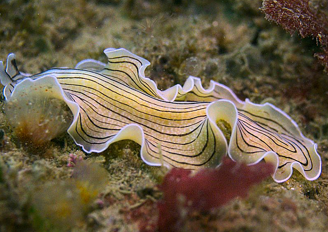 ¿Qué organizaciones nerviosas existen en la naturaleza?