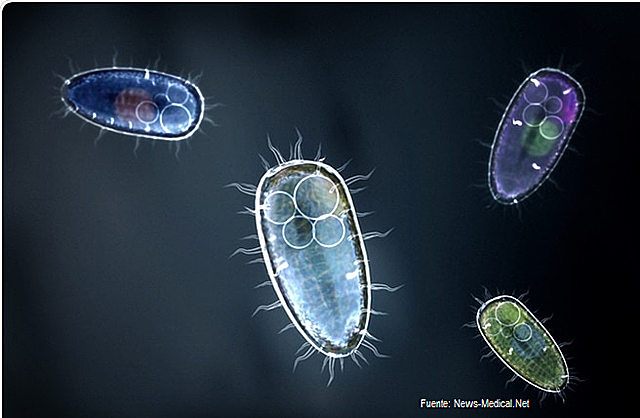 El surgimiento de las primeras neuronas.