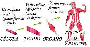 Morfologia general del organismo