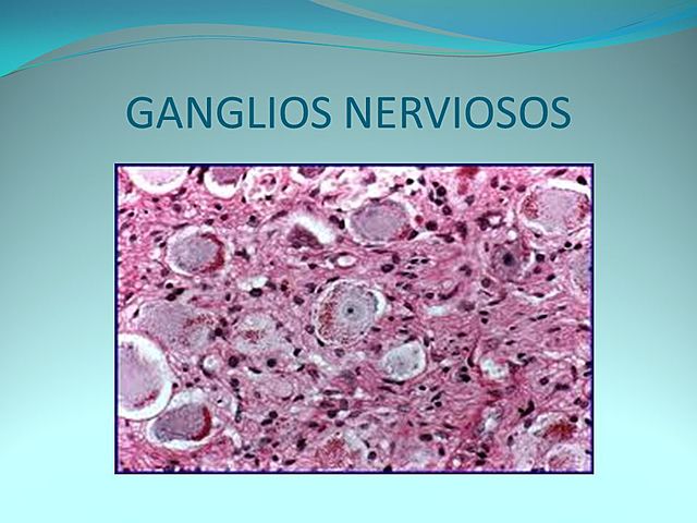 Ganglios