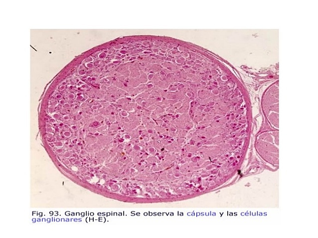 Ganglios cerebroespinales