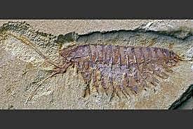 Se hizo complejo el cerebro