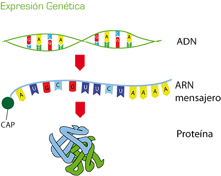 1941 Edward Lawrie Tatum y George Wells Beadle