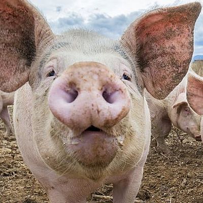 Timeline: ANTECEDENTES HISTÓRICOS DEL CERDO.