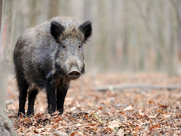 7000 a.C. Medio Oriente