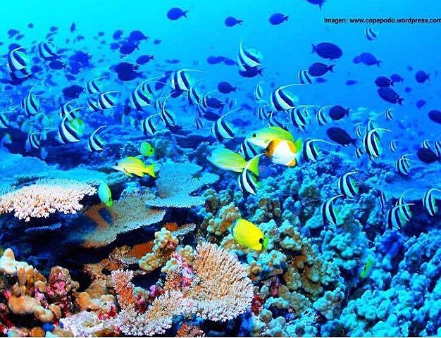 Convención sobre pesca y conservación de los recursos vivos de la alta mar.