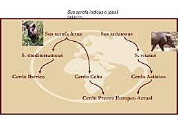 importación de razas mejoradas