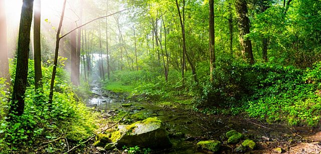 V Programa de Acción en Materia de Medio Ambiente de la Unión Europea