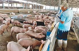 la porcicultura logra su mayor auge