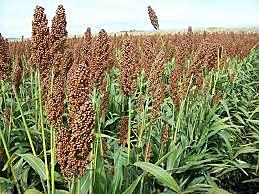 se retira el subsidio a la producción de sorgo