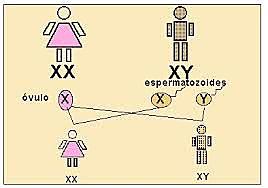 Nettie Stevens, Edmund Wilson