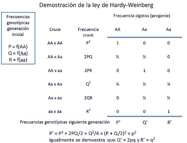 Hardy y Weinberg