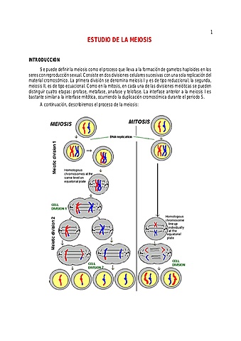 Harriet B. Creighton, Barbara McClintock