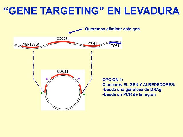 George Beadle, Edward Tatum