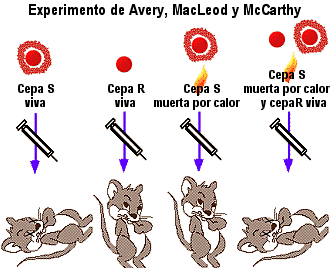 Avery, MacLeod, McCarty