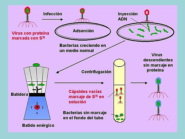 Martha Chase, Alfred Hershey