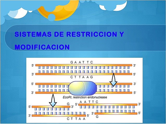 Arber, Smith, Nathans