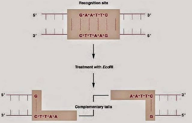 Hamilton Smith, Kent Wilcox