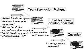 David Baltimore, Harold Varmus