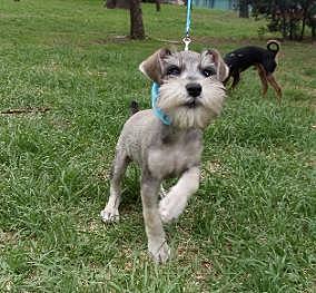 Mi primer perrito se llama Lukas :3