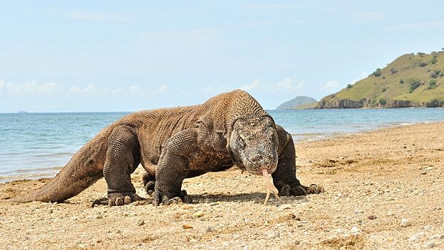 Komodo Dragon