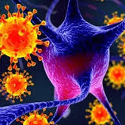 Timeline:  es un agente infeccioso microscópico acelular que solo puede multiplicarse dentro de las células de otros organismos. Los virus son demasiado pequeños para poder ser observados con la ayuda de un microscopio óptico,