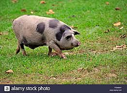 introducción del cerdo en brasil