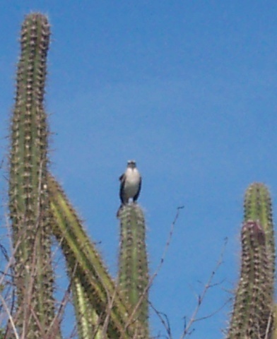 Huitzilopochtli commands Aztecs to seek a new home.